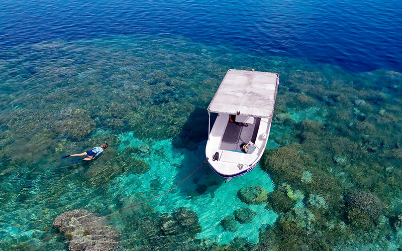 Les patates de corail Les patates de corail